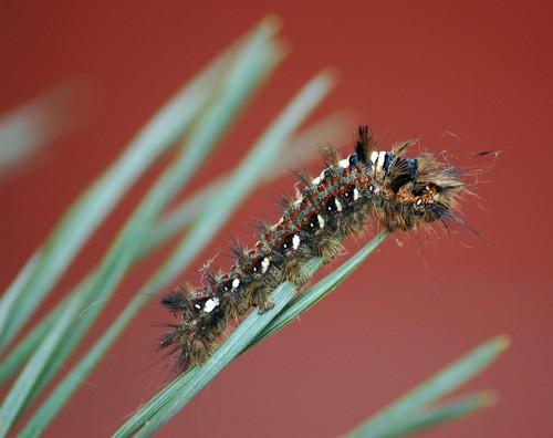 Barczatka sosnówka. Fot. K.DYmek